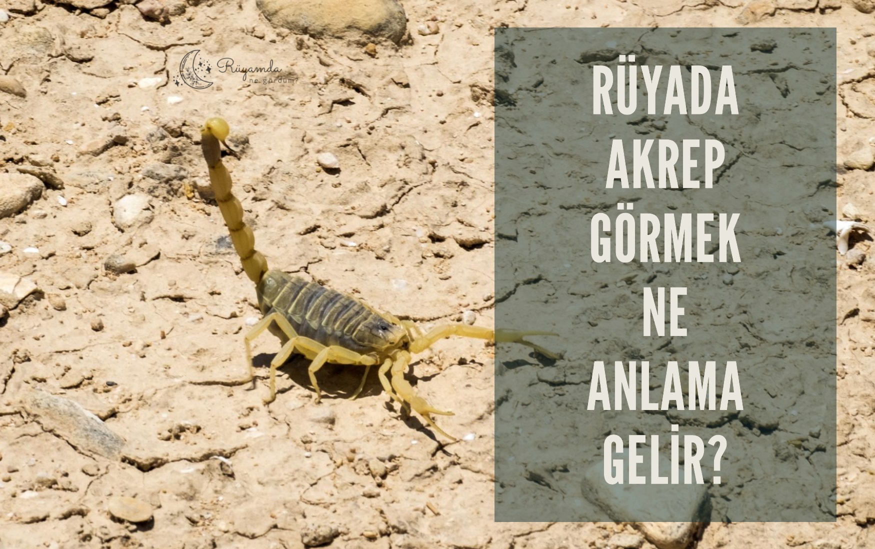 Rüyada Akrep Görmek Ne Anlama Gelir?