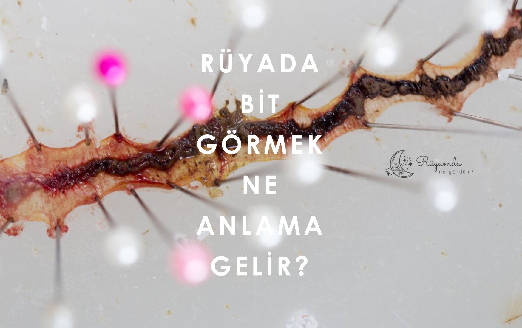 Rüyada Bit Görmek Ne Anlama Gelir?