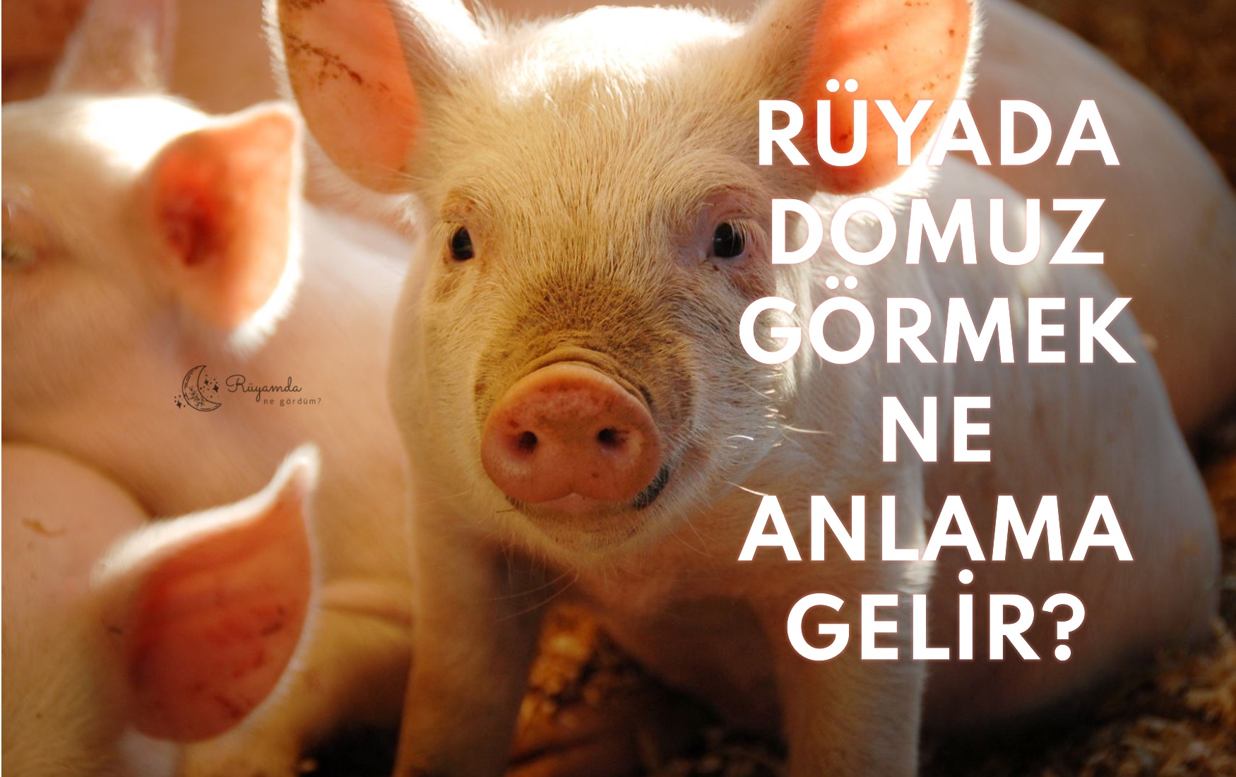 Rüyada Domuz Görmek Ne Anlama Gelir?