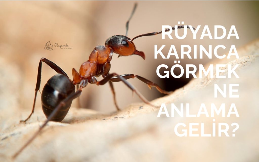 Rüyada Karınca Görmek Ne Anlama Gelir?