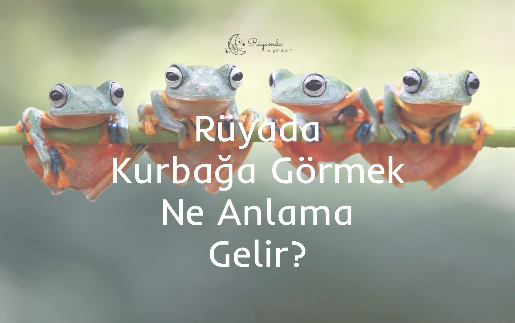 Rüyada Kurbağa Görmek Ne Anlama Gelir?