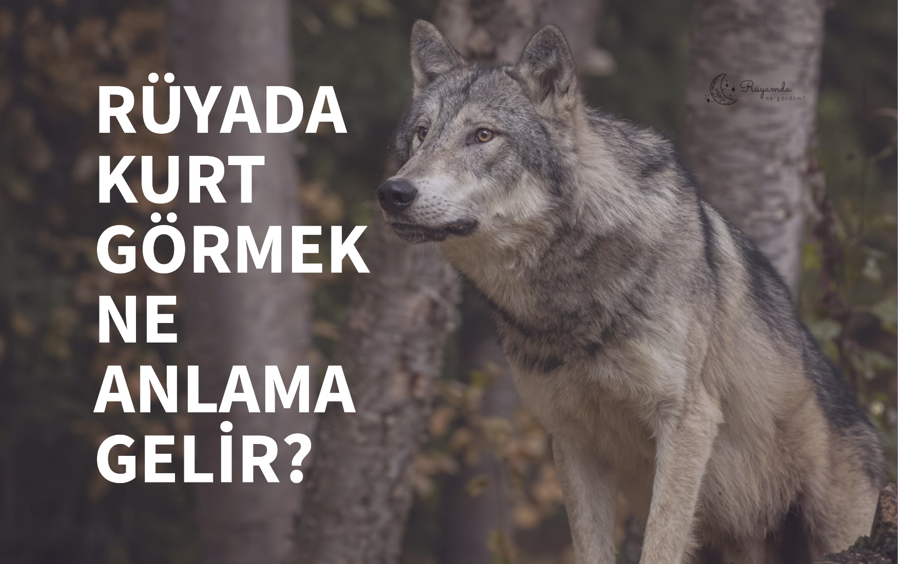 Rüyada Kurt Görmek Ne Anlama Gelir?