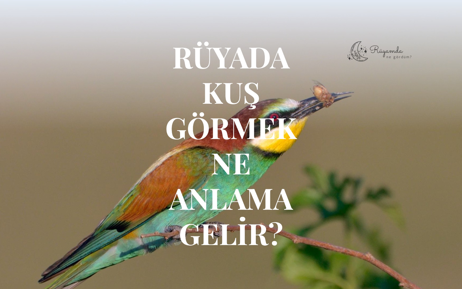 Rüyada Kuş Görmek Ne Anlama Gelir?