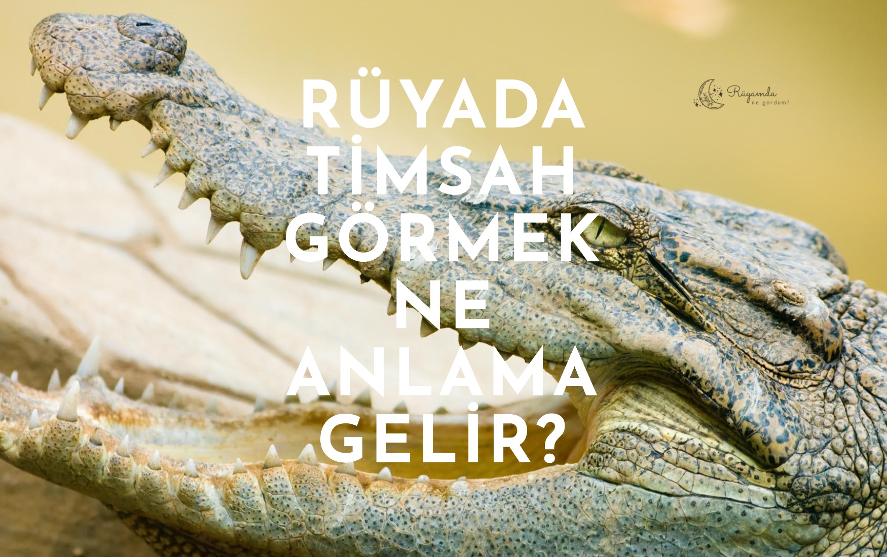 Rüyada Timsah Görmek Ne Anlama Gelir?