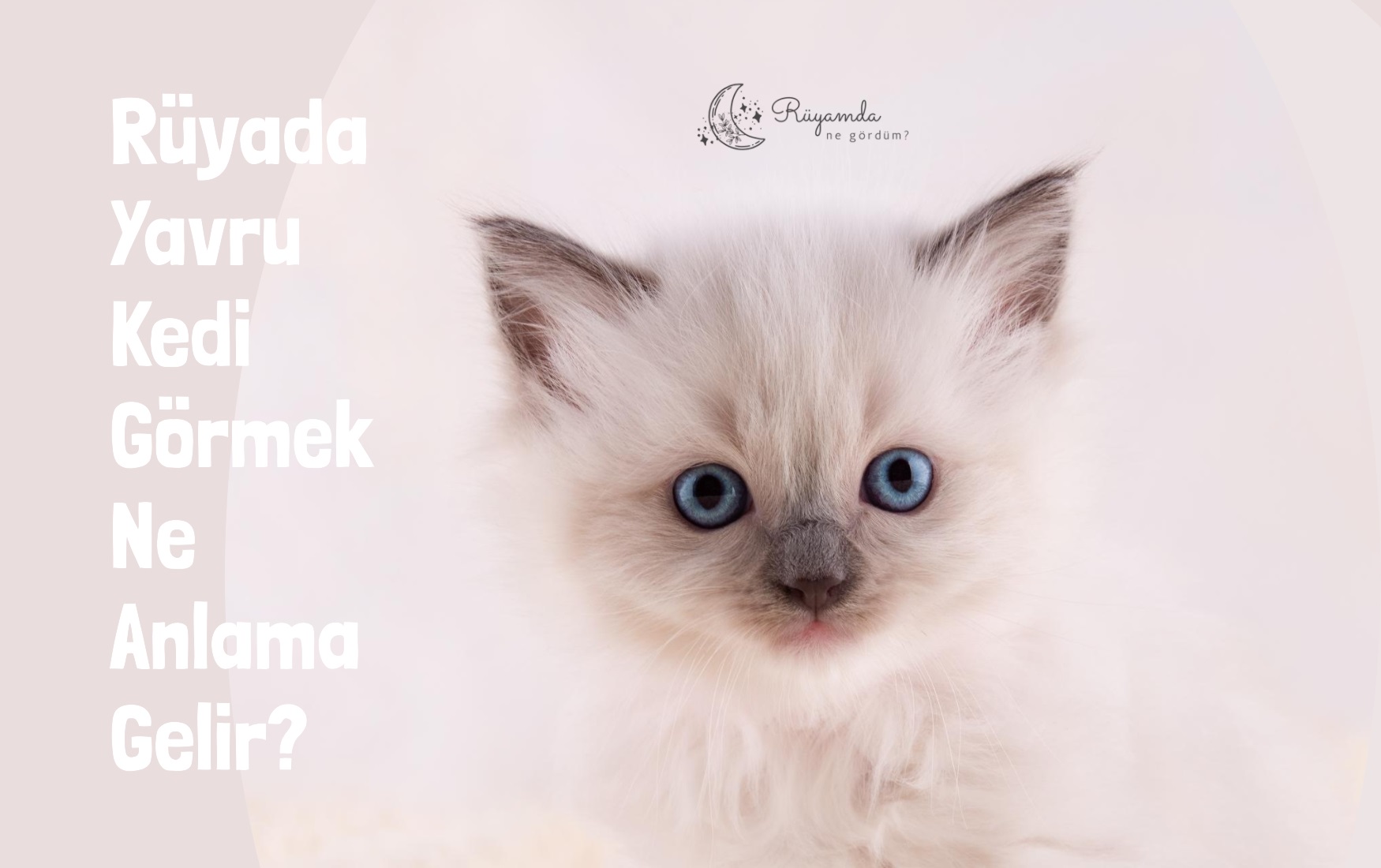 Rüyada Yavru Kedi Görmek Ne Anlama Gelir?
