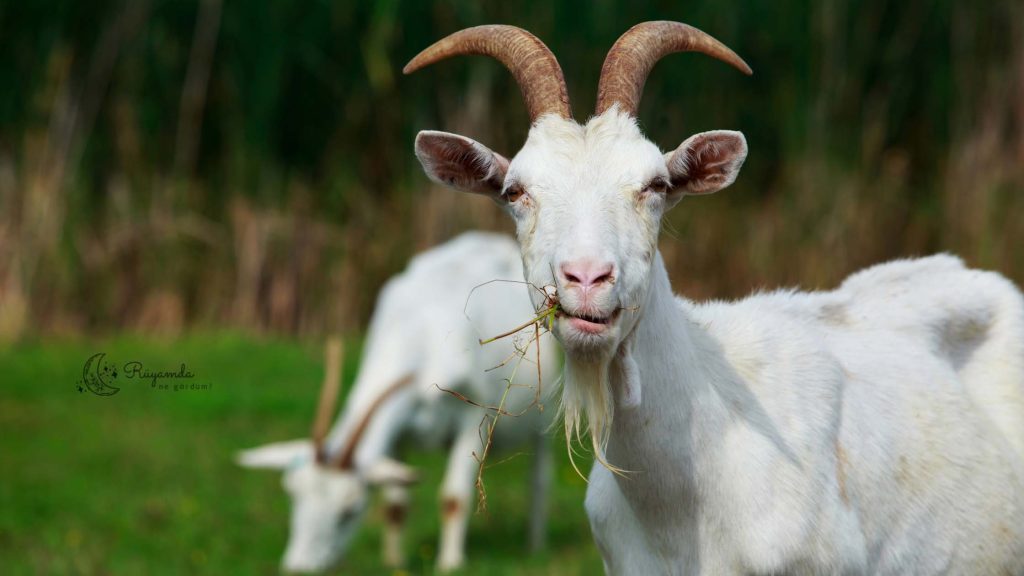 Rüyada Keçi Görmek Ne Anlama Gelir?